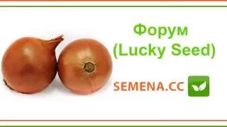 Форум цибуля (Lucky Seed) Культура в полі