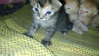 Goldie ke baby's || Cute kittan 😍😍🐈 #catlovers #catfunnyvideo #beautifulcat