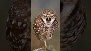 owl video ।। animal video।। #shortsfeed #facts #viral