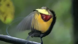 Astounding Mating Dance Birds of Paradise -- High Quality