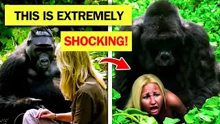 This SHOCKED The Whole World: This Gorilla Grabs A Tourist In The Jungle!