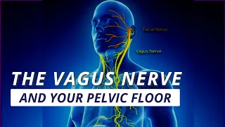 The Vagus Nerve and Your Pelvic Floor