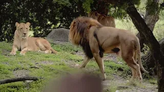 Лев против Тигра.КТО?КТО сильнее и круче.Tiger vs Lion (REAL FIGHT)Схватки животных!!!