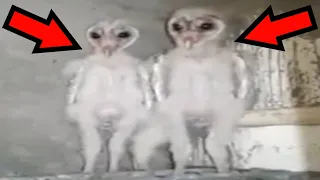 10 Oddly Terrifying Videos That Will Give You Chills