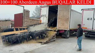 100+100 ABERDEEN ANGUS BUQALARI KELDI GULSHANBEK AKANI BUQALARI 100+100