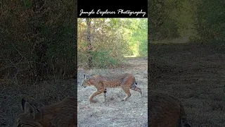 😨 Huge Bobcat in Texas looking for his next meal! 😱 #shorts #animals