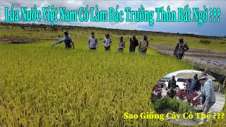 Thế Nhân || Dẫn Bác Trưởng Thôn Gương Mẫu Đi Thăm Mô Hình Canh Tác Lúa Nước Việt Nam Ở Việt Phi Farm