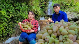 Harvesting results whip goes to the market sell, Sow the rice seeds in the field - Phuc Sua