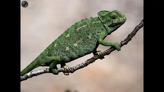 Cute Animals Chameleons cute puzzle 카멜레온