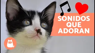 7 SONIDOS que AMAN los GATOS 🐱🔊 | Sonidos para ATRAER a tu GATO ✅