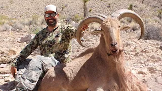 Monster Aoudad on a rope