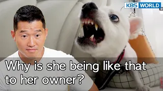 Why is she being like that to her owner? [Dogs are incredible : EP.143-1] | KBS WORLD TV 220912