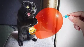 Cute animal Videos That You Just Can't Miss😹🐕part 11