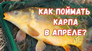 Как поймать карпа в апреле? Ловля карпа ранней весной. Секреты ловли карпа.