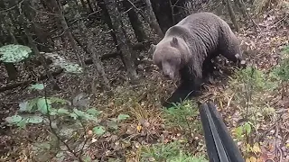Нападение медведя на охотника.