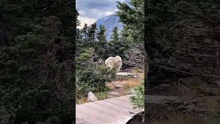 Huge muscular mountain goat seen in forest 😳