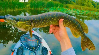 This Lake is Full of Pike! | Madison Wisconsin