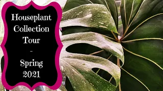 Houseplant Collection Tour - Spring 2021 - Philodendrons, Monsteras, Anthuriums, OH MY!!