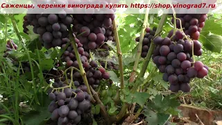 24 июля и созревание винограда Заря несветая. Удивительный вкус, ультраранняя ягода - мой любимчик!