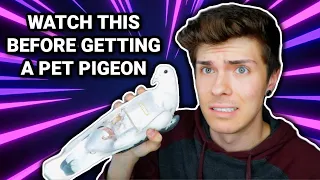 What You Need to Know Before Getting a Pet Pigeon!!!