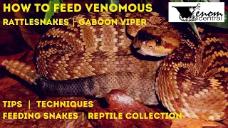 How-to Feed Venomous Snakes | Feeding Rattlesnake Collection