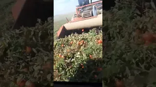 Tomato 🍅 Harvester in Action || Made By Tecnoagri Maquinnaria S.L Spain || #shorts