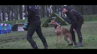 Protection training a Malinois x Ridgeback