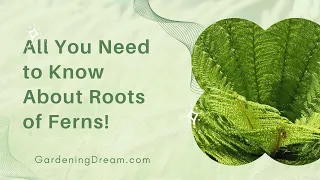 All You Need to Know About Roots of Ferns!
