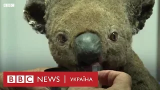 Сотні коал загинули у вогні. Врятувався щасливчик Пол