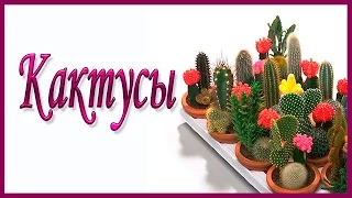 Цветущие кактусы