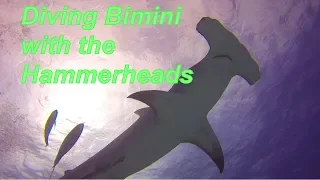 Bimini Diving 2018 with Hammerhead Sharks