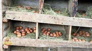 Dica de ouro para ativar o modo "Produtividade" das suas galinhas 😁