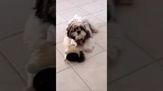 Wild Puppy Attacks Furby! 🤭😂 Lacey Dog Zoomies! 💨 #shorts #shihtzu #shihtzupuppy