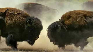 Bison Fight for Mating Rights | BBC Earth