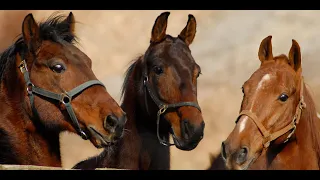 Saddlebred Rescue (American Horse Adoption)