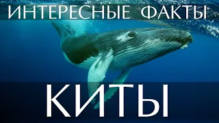 Интересные факты о Китах