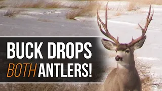 Buck Drops Both Antlers at Once! Mule Deer Shed Hunting (Wildlife)