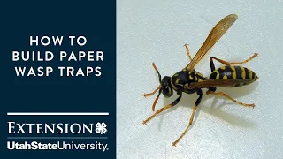 How to Build Paper Wasp Traps