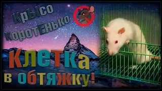 Крысиная клетка "в обтяжку", или а ля переноска! (Fancy Rats | Декоративные Крысы)