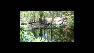 Crocodile attack in Port Douglas