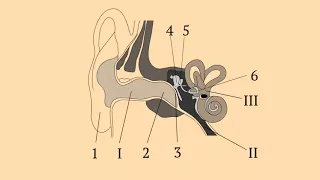 Строение уха человека