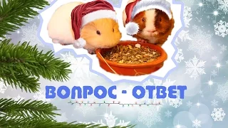 Вопрос - Ответ 🐹 Часть 2 / SvinkiShow