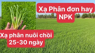 Kỹ thuật xạ phân nuôi chồi 25-30 ngày. Phân đơn hay NPK, có nên sử dụng Paclo giai đoạn này không ?