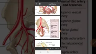 Nerves.arteries.joint of the pelvis