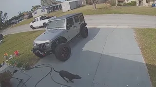 Florida man seen shooting at dogs on security camera