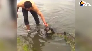 Drowning Koala Saved by Guy | The Dodo