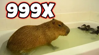 Capybara Farts but 999x speed meme