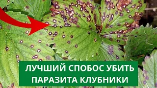 Как бороться с НЕМАТОДОЙ НА КЛУБНИКЕ?. Почему сохнут кусты клубники, земляники?