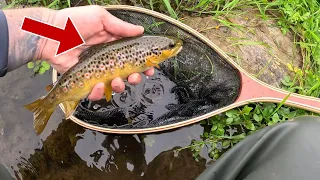 Trout Fishing BUT I must Change Lures After Every Fish!