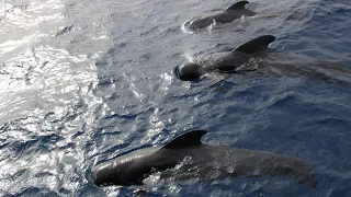 Mein Schiff 2 - Blaue Reise Kanaren Teil 5 Teneriffa Wale und Delfine